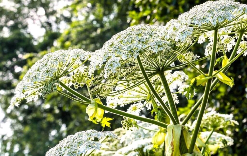 Giant Hogweed (Heracleum mantegazzianum) 