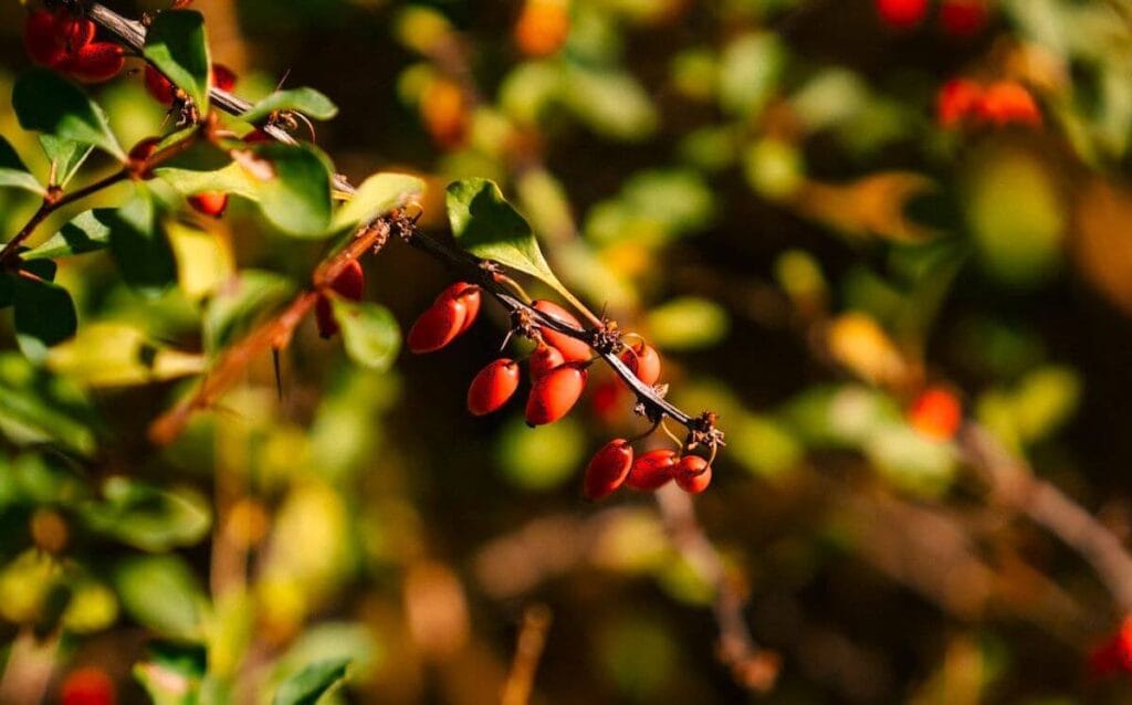 Japanese Barberry (Berberis thunbergii)