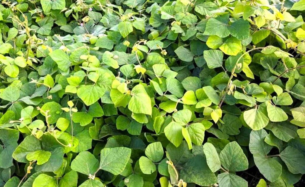 Kudzu (Pueraria montana)