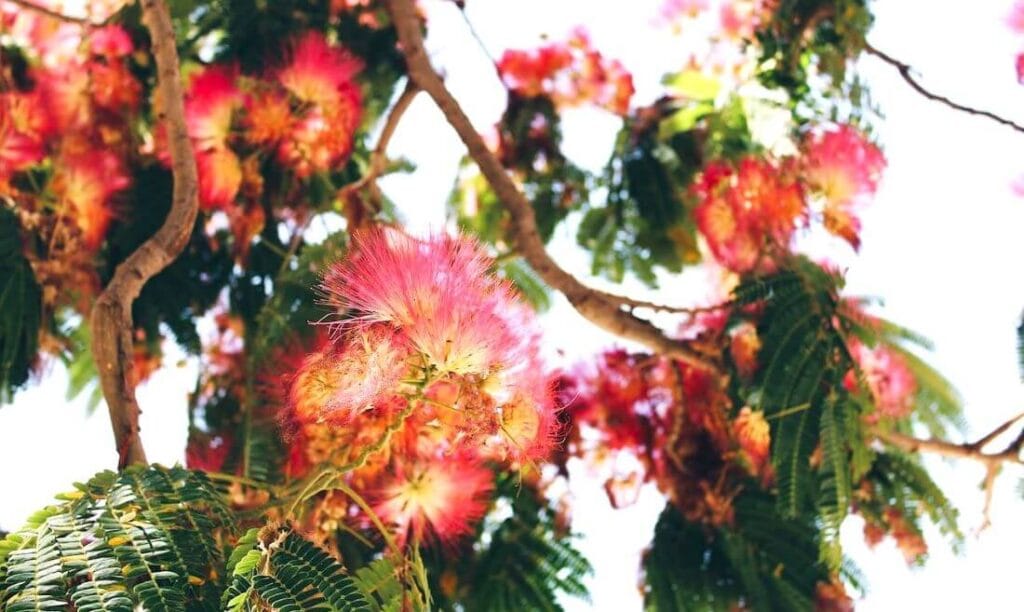 Mimosa Tree (Albizia julibrissin)