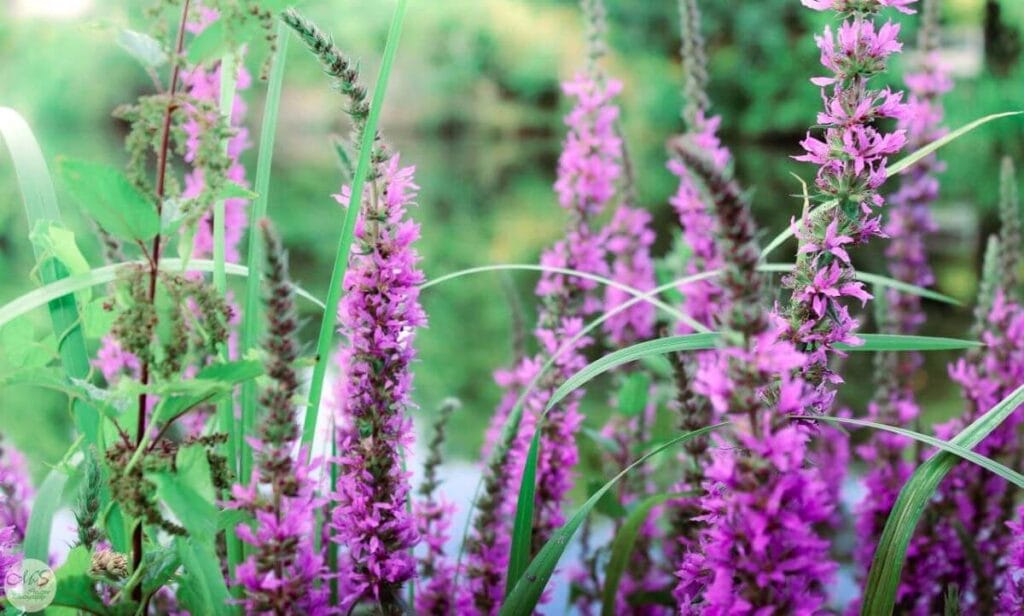 Purple Loosestrife (Lythrum salicaria)