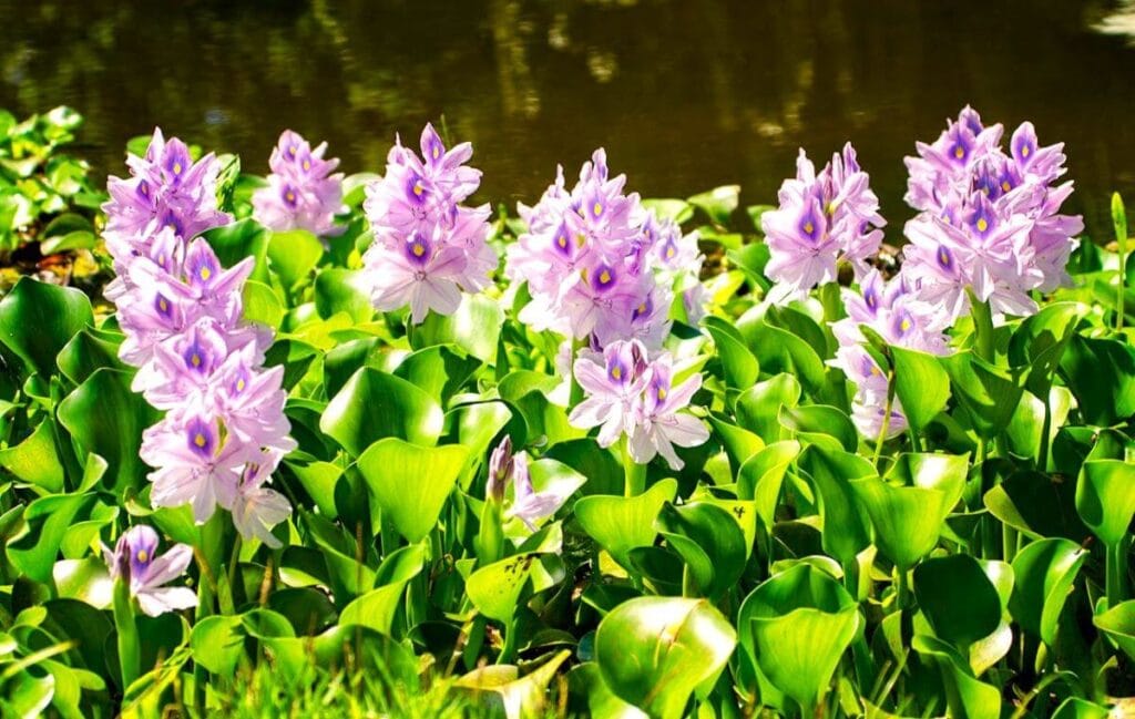 Water Hyacinth (Eichhornia crassipes)