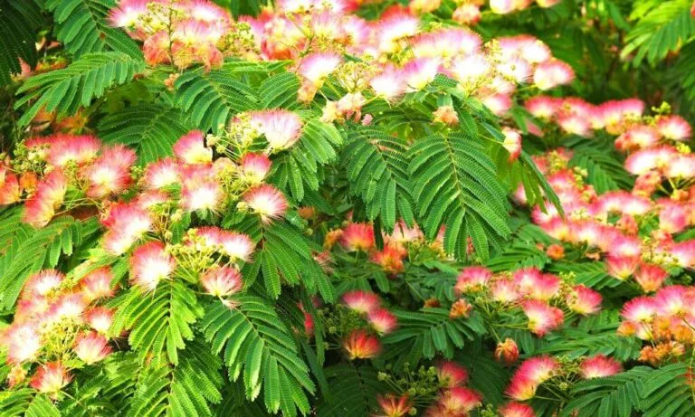 illegal plants to grow in your backyard