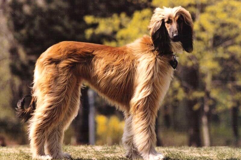 Afghan Hound