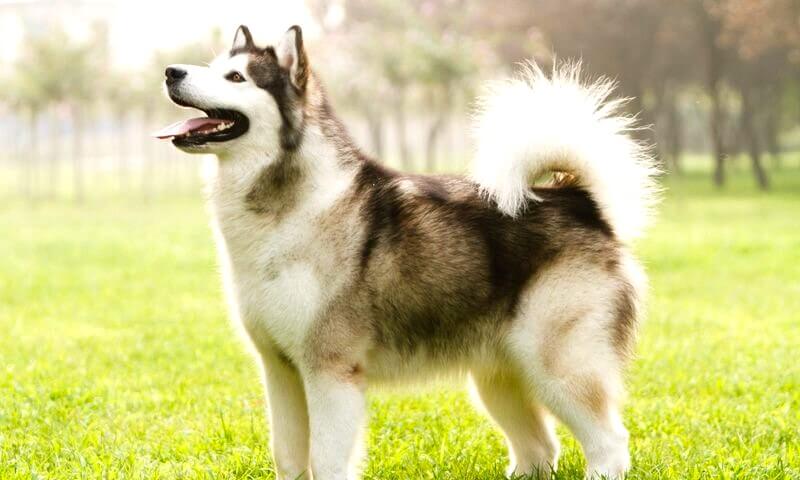Alaskan Malamute
