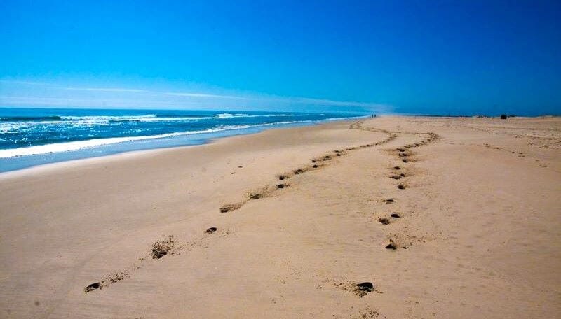 Assateague Island Maryland