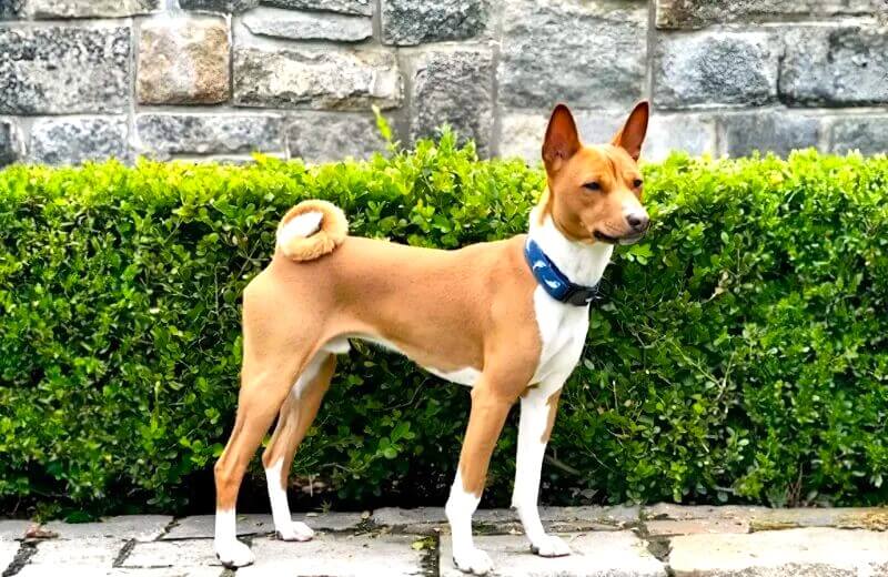 Basenji