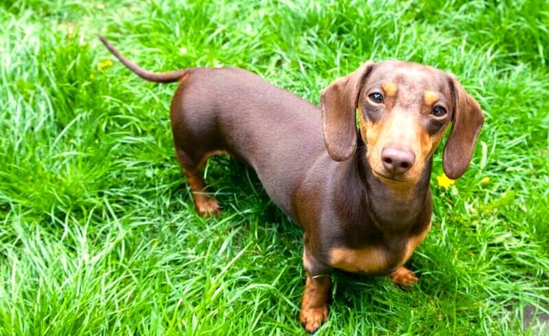Dachshund