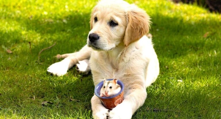 Dog Breeds