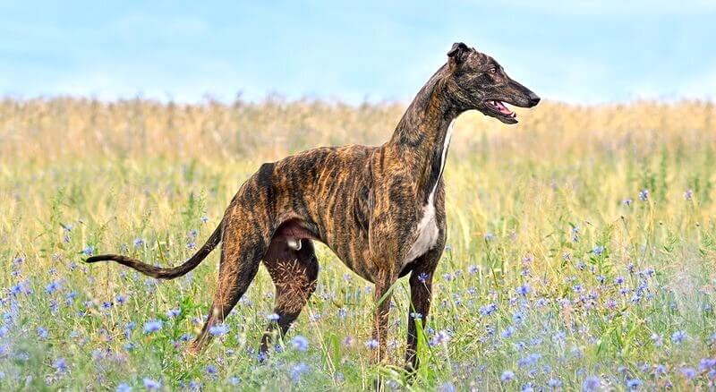 Greyhound