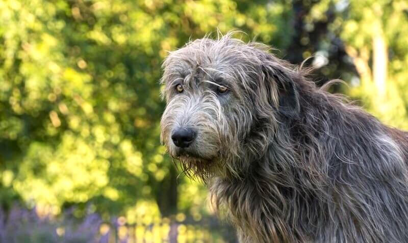Irish Wolfhound