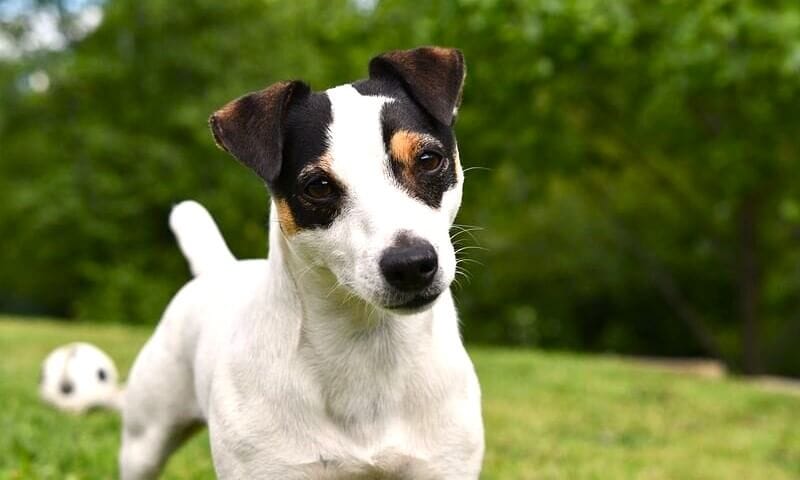 Jack Russell Terrier
