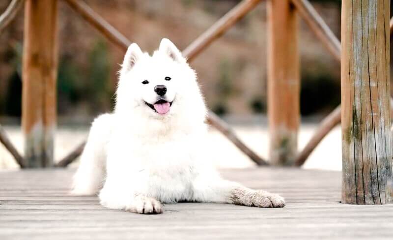 Samoyed