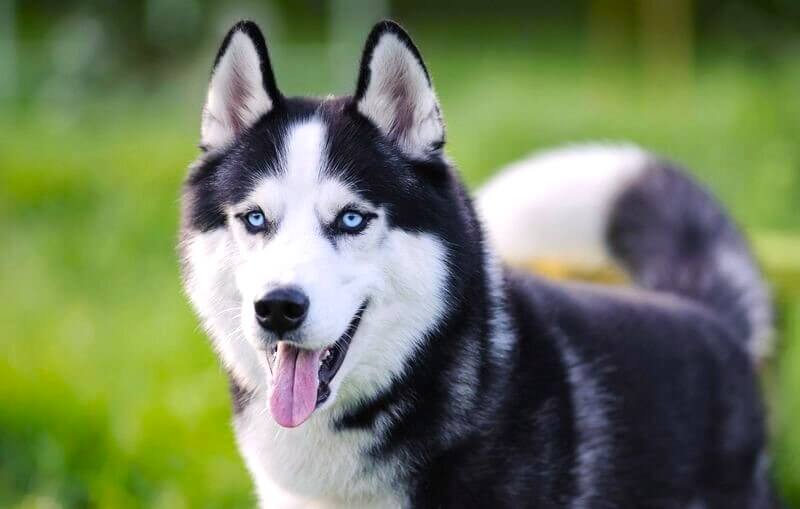 Siberian Husky