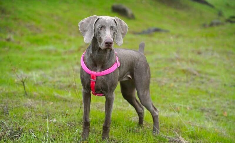 Weimaraner