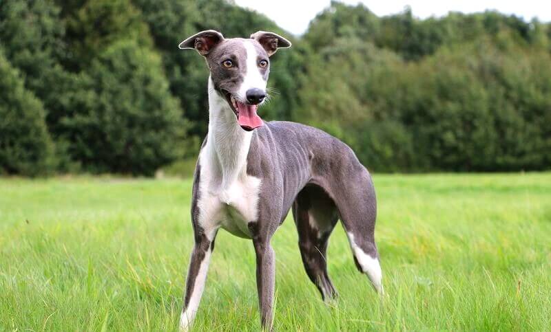 Whippet