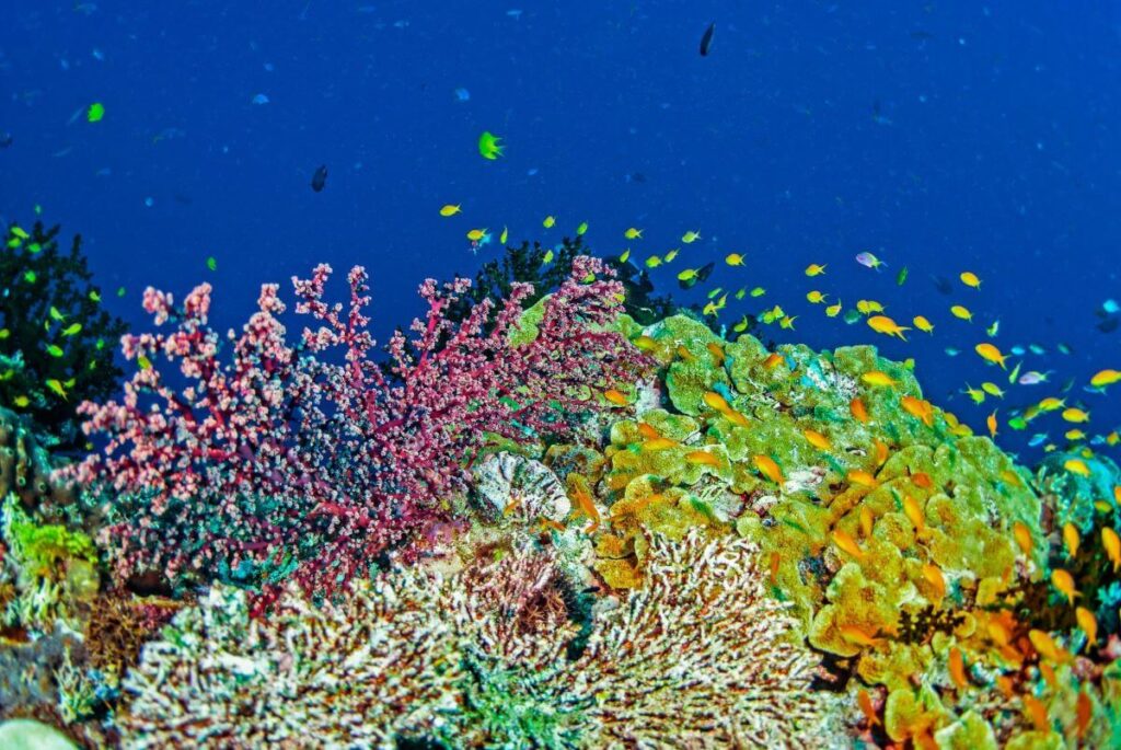 Solomon Islands