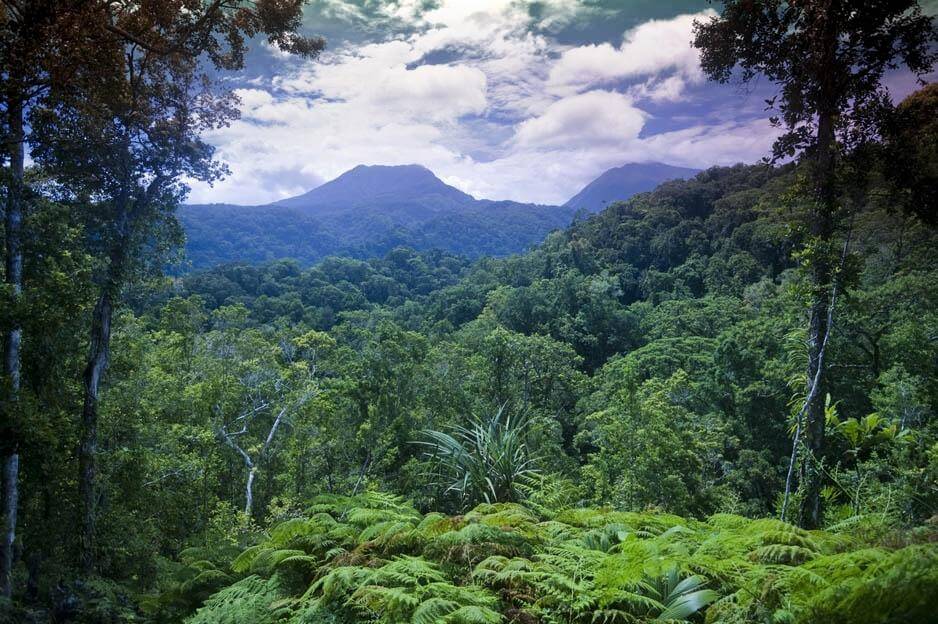 Solomon Islands flora and fauna