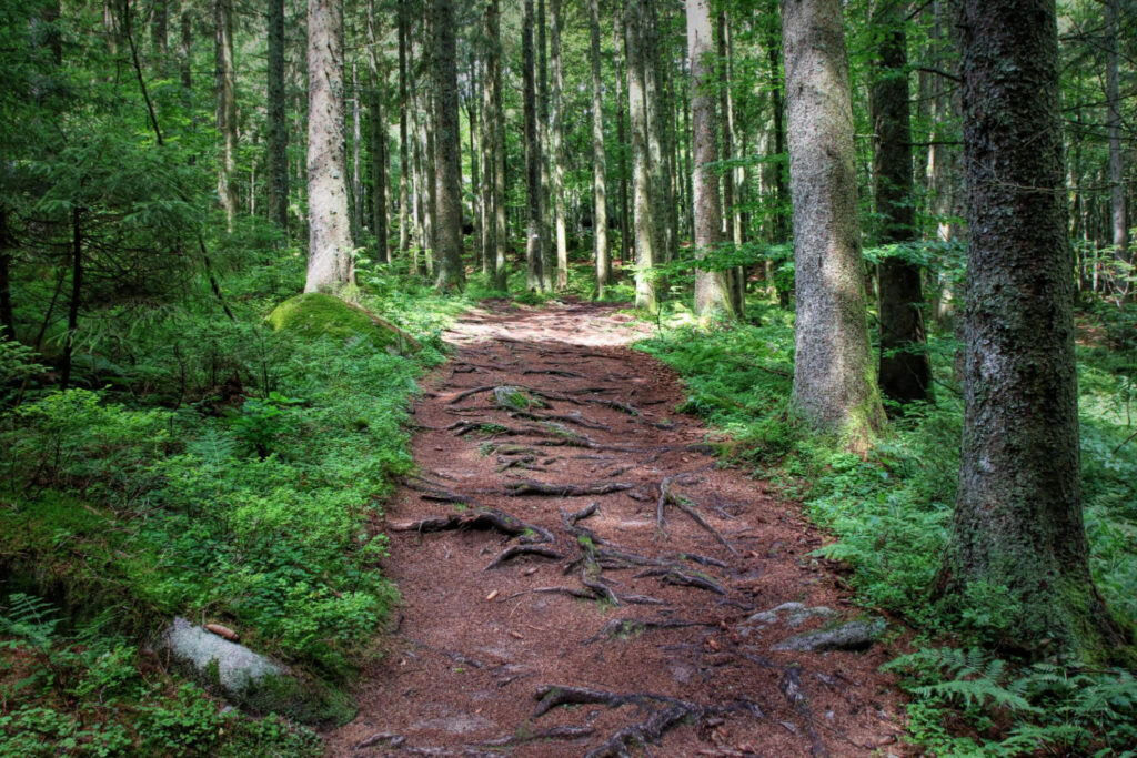 Explore the Black Forest