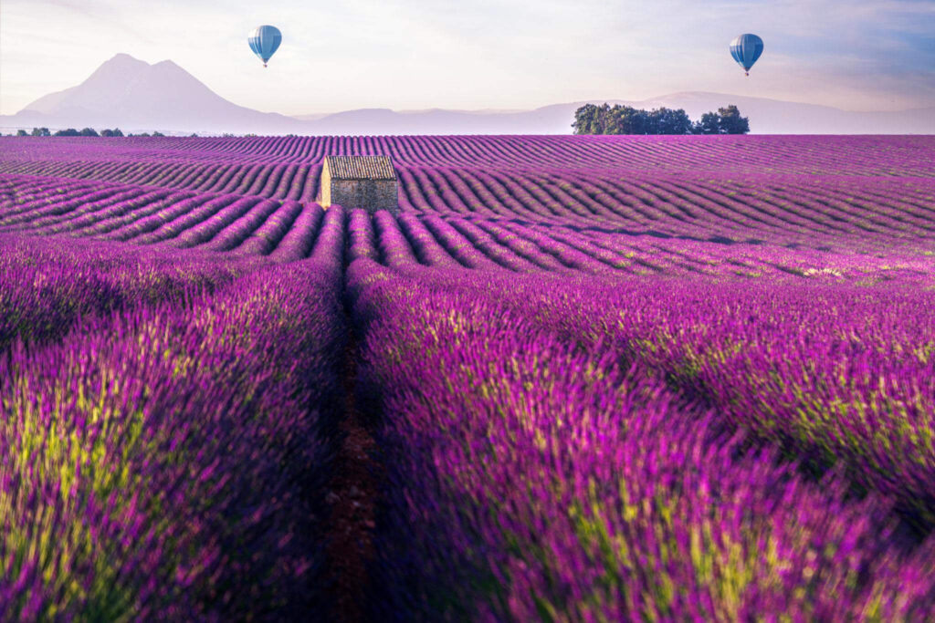 Explore the Lavender Fields of Provence