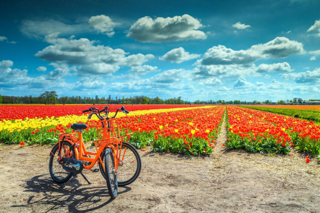 Witness the Tulip Fields of the Netherlands
