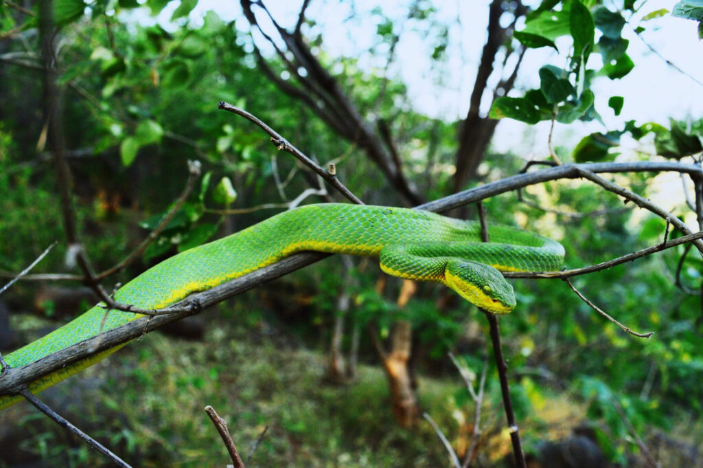 bamboo-pit-viper-india