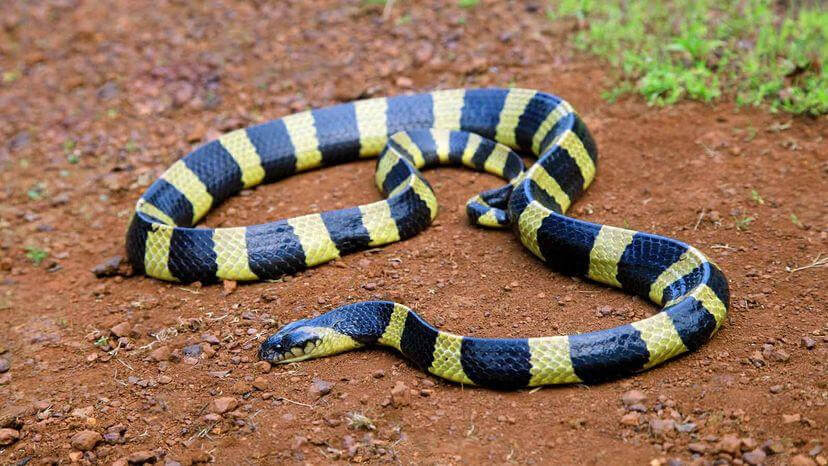 banded-krait-india