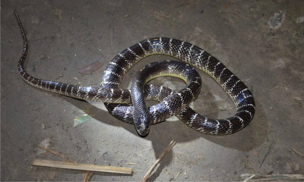 common-krait-snake-india