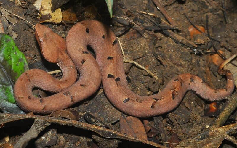 hump-nosed-pit-viper-india