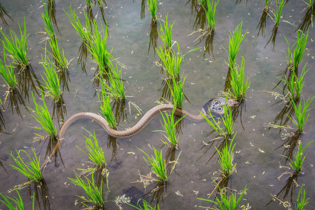 indian-cobra-in-india