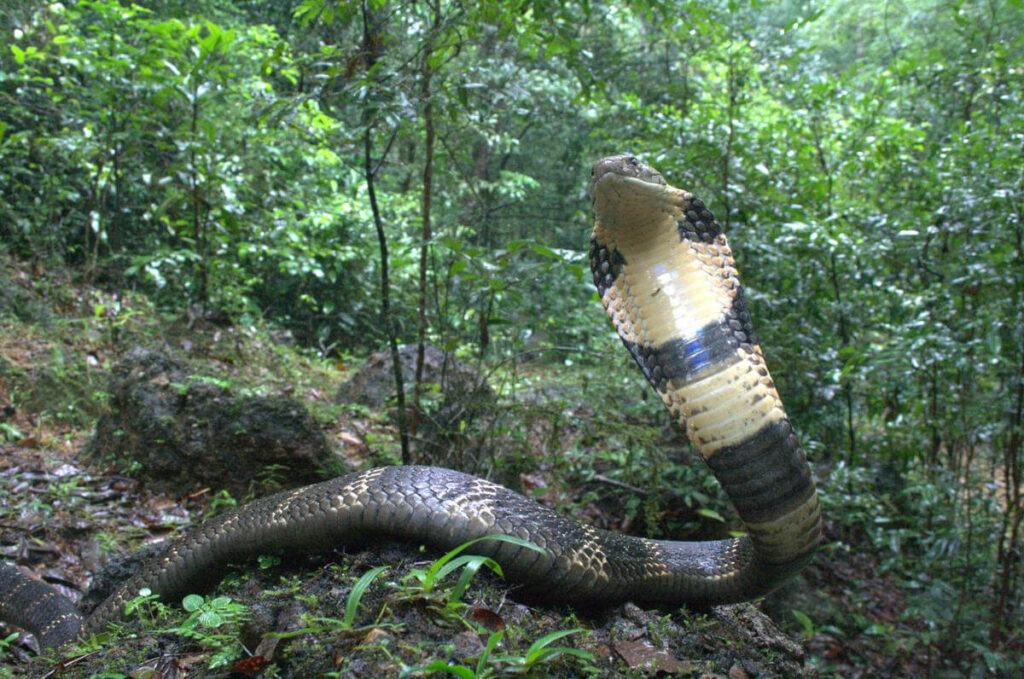 king-cobra-india
