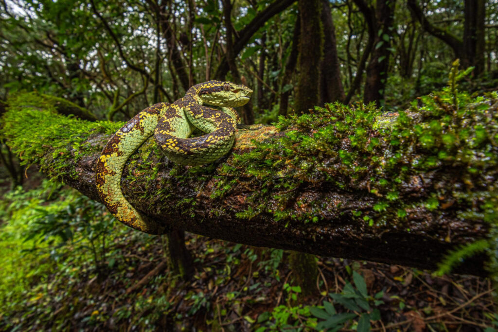 malabar-pit-viper-india