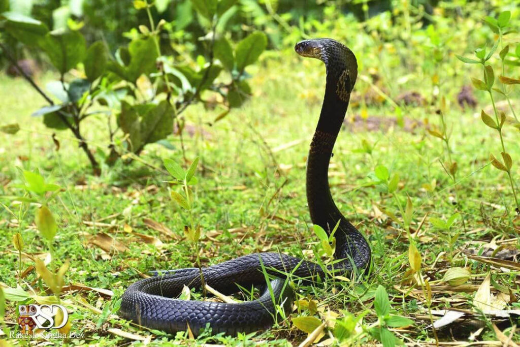 monocled-cobra-india