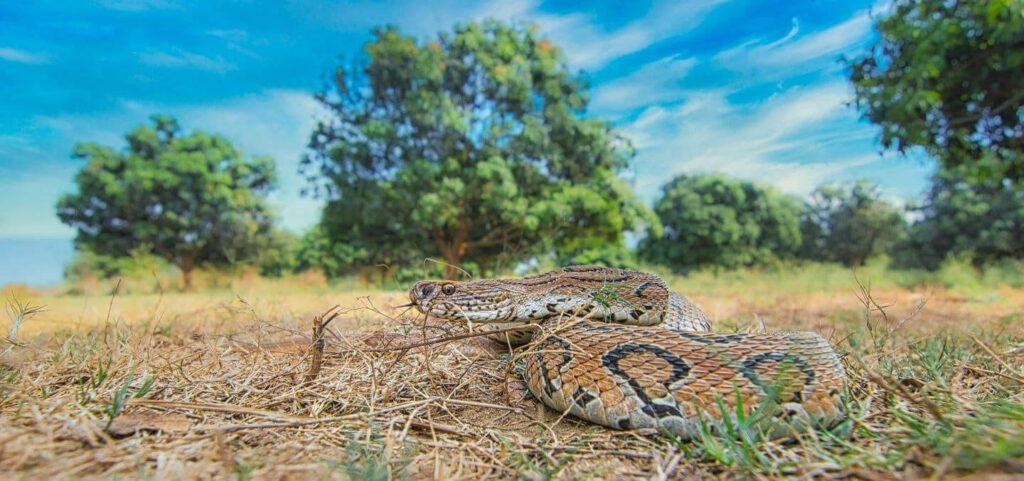 russells-viper-india
