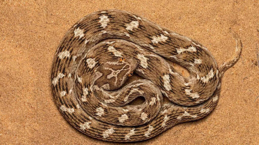 saw-scaled-viper-india