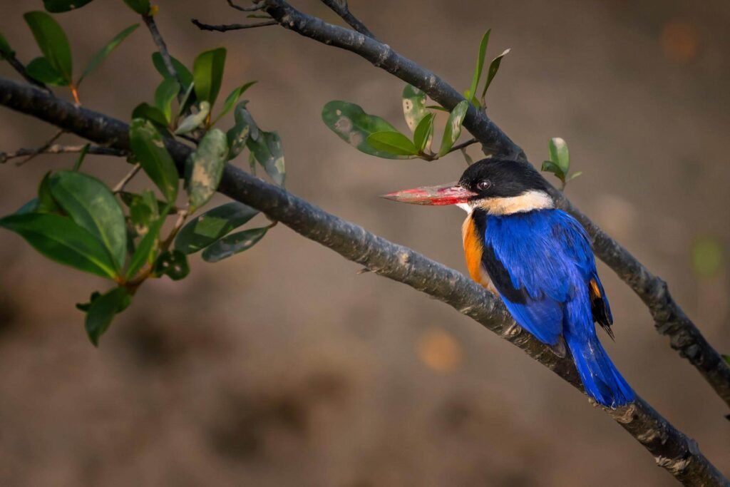 Black-capped Kingfisher