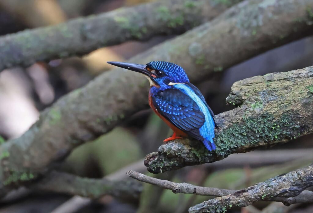 Blue-eared Kingfisher