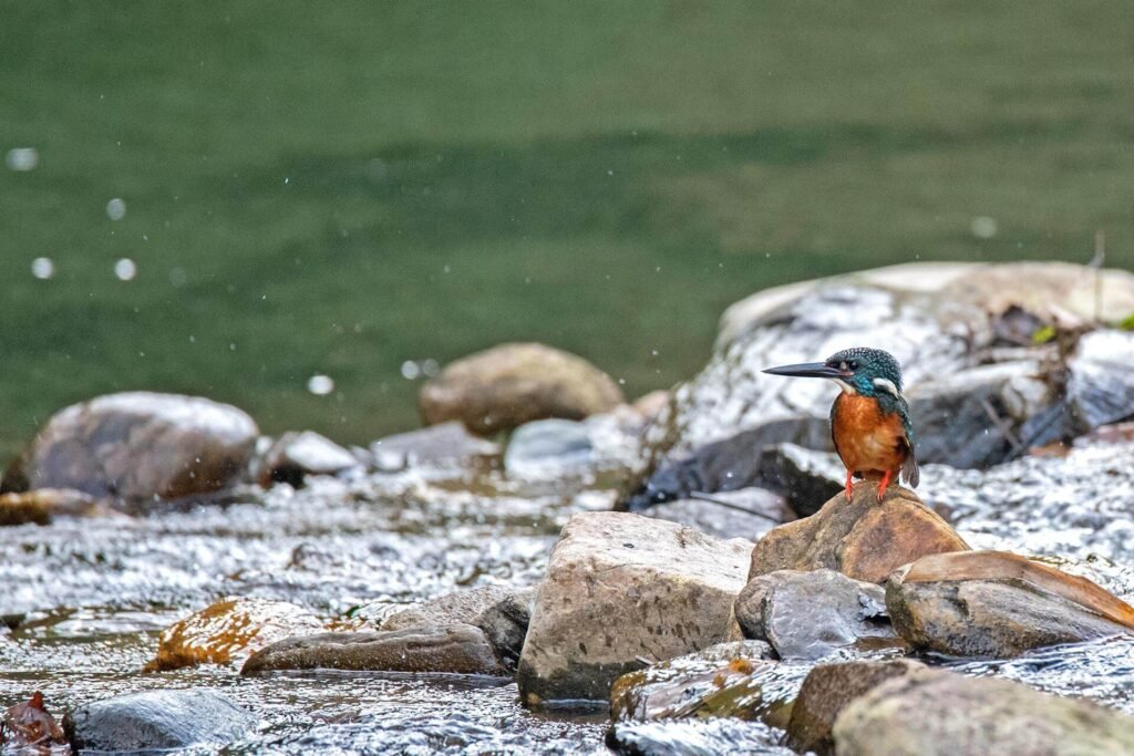 Blyths Kingfisher