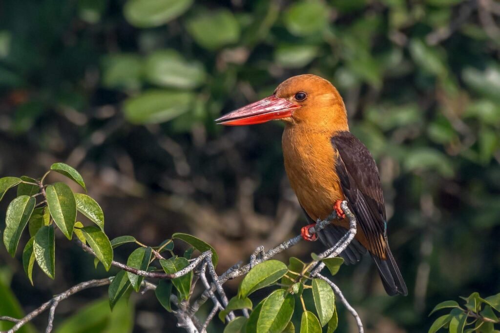 Brown-winged Kingfisher