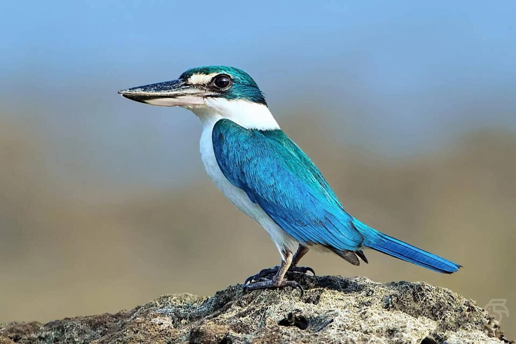 Collared Kingfisher