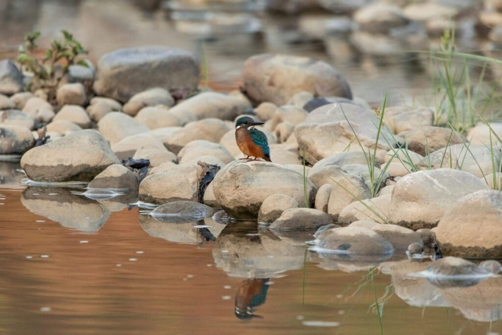 Common Kingfisher