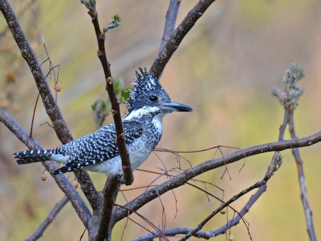 Crested Kingfisher
