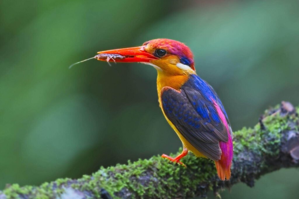Oriental Dwarf Kingfisher