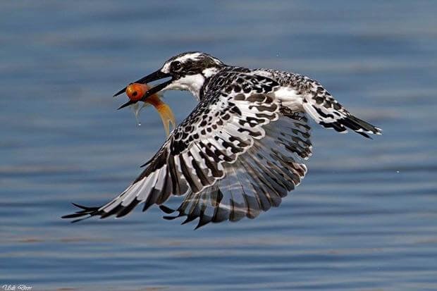 Pied Kingfisher