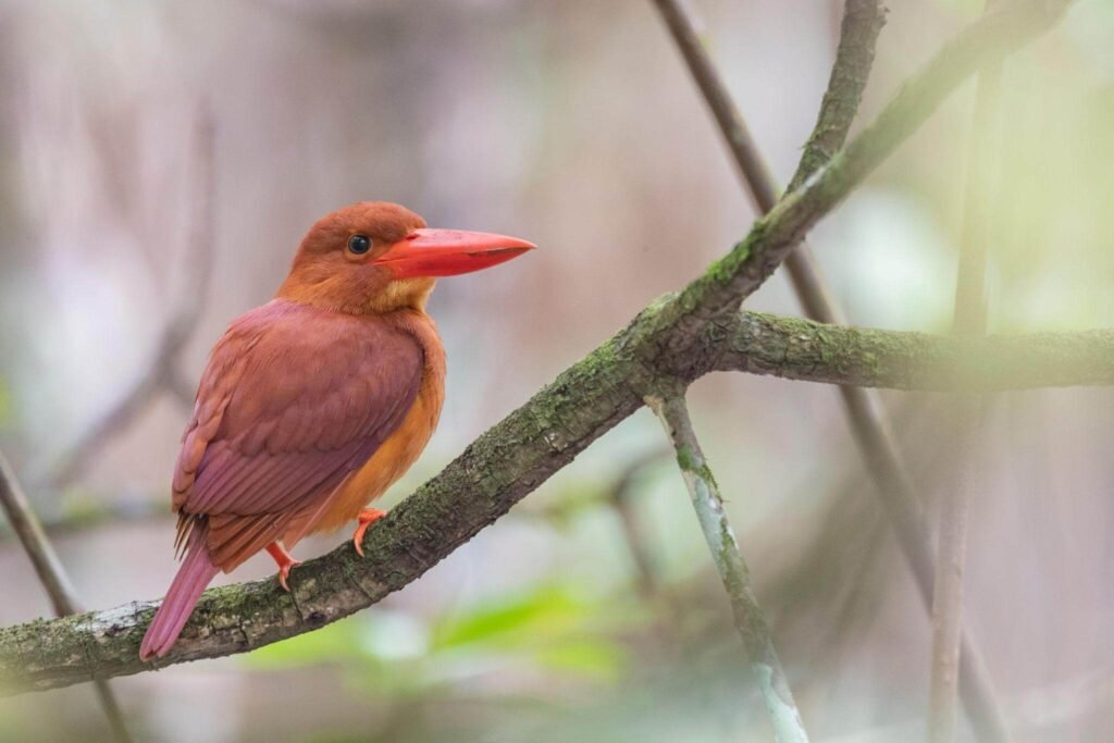 Ruddy Kingfisher