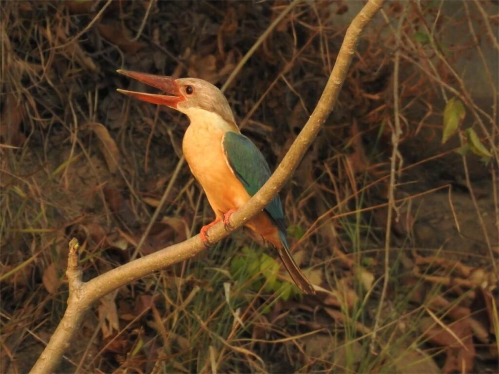 Stork-billed Kingfisher