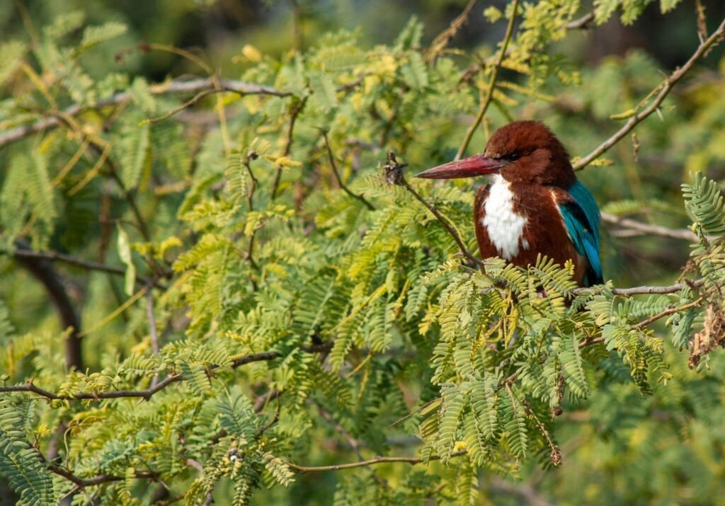 White-throated Kingfisher